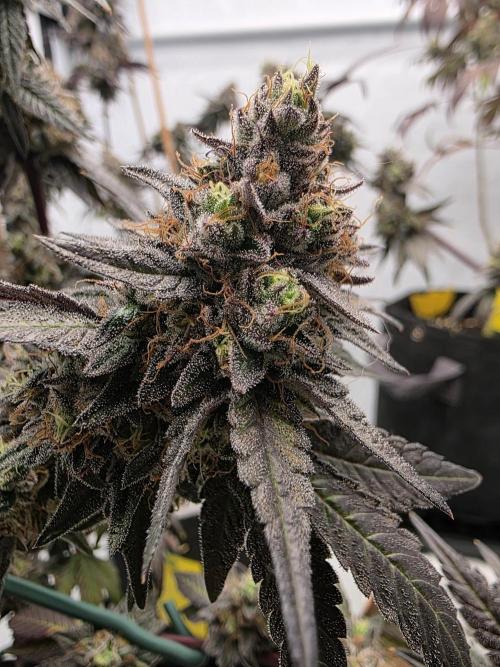 Sherb Creme Pie Steckling. Week 13