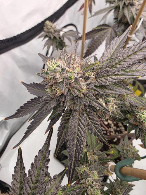 Sherb Creme Pie Steckling. Week 13