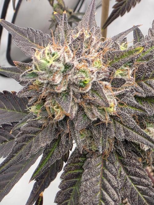 Sherb Creme Pie Steckling. Week 13