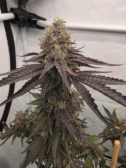 Sherb Creme Pie Steckling. Week 13