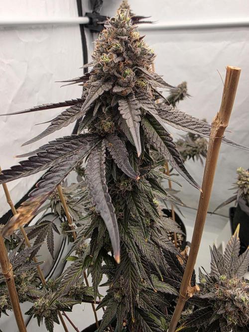 Sherb Creme Pie Steckling. Week 13