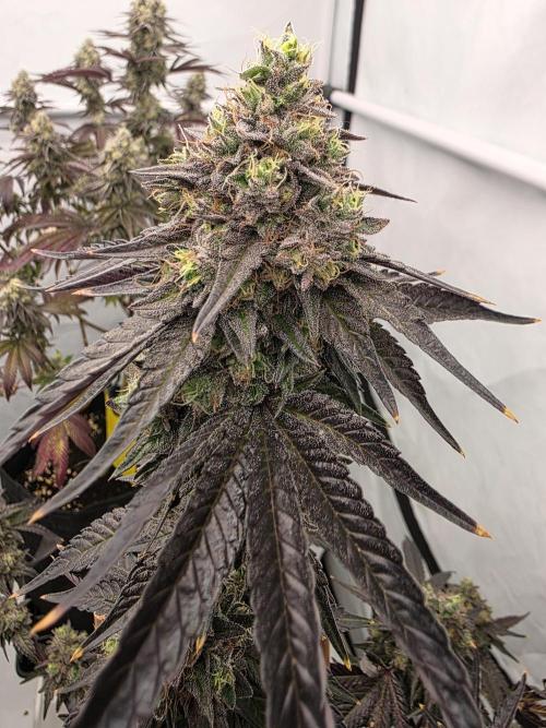 Sherb Creme Pie Steckling. Week 13