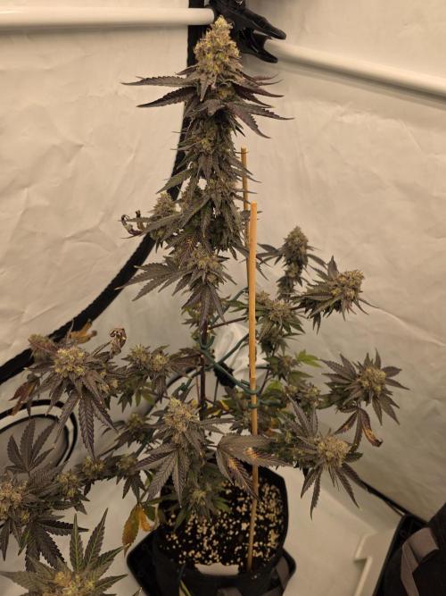 Sherb Creme Pie Steckling. Week 13
