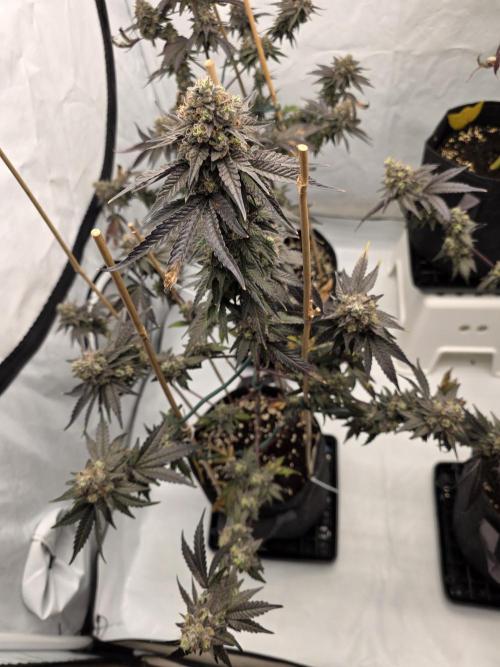 Sherb Creme Pie Steckling. Week 13