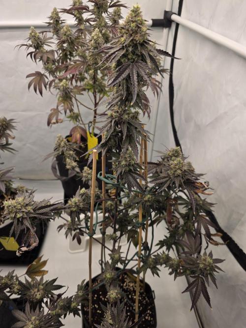 Sherb Creme Pie Steckling. Week 13