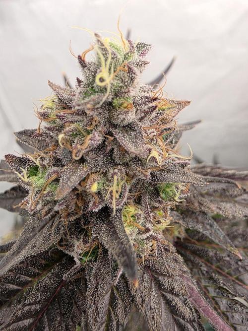 Sherb Creme Pie Steckling. Week 13