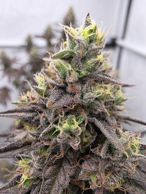 Sherb Creme Pie Steckling. Week 13