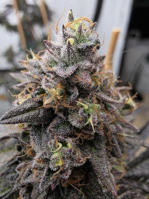 Sherb Creme Pie Steckling. Week 13