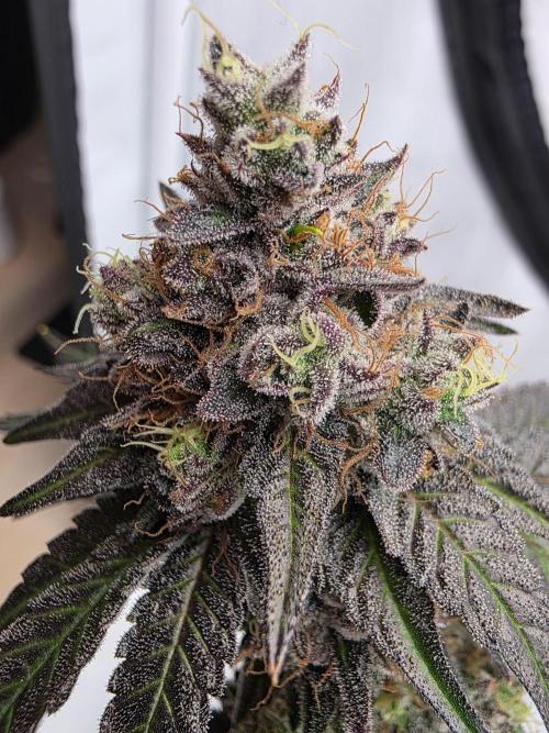 Sherb Creme Pie Steckling. Week 13