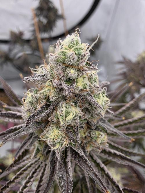 Cap Junky Steckling. Week 13