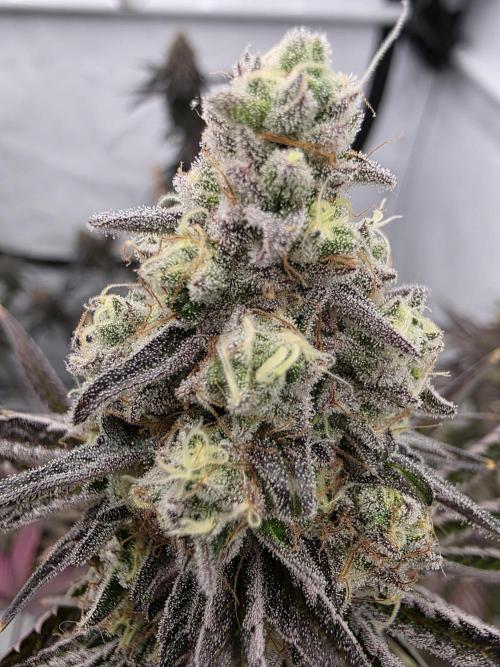 Cap Junky Steckling. Week 13