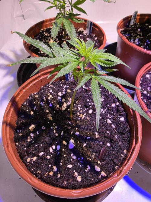 CAKE AND PUNCH Stecklinge. Week 2