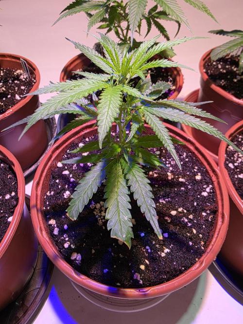 CAKE AND PUNCH Stecklinge. Week 2