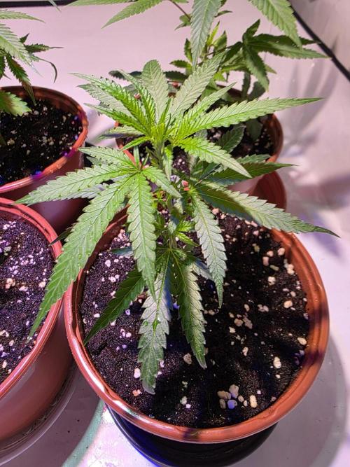 CAKE AND PUNCH Stecklinge. Week 2