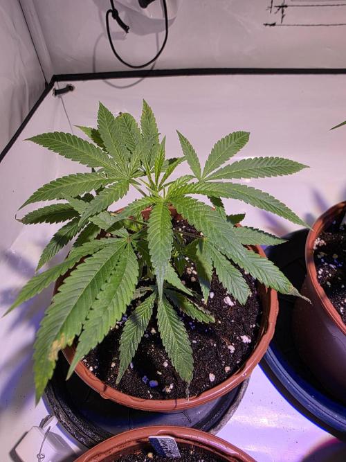 Mandarin Cookies Steckling. Week 2