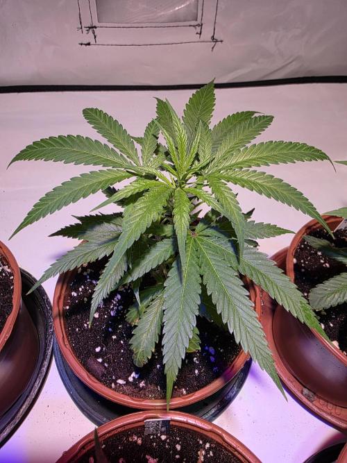 Mandarin Cookies Steckling. Week 2