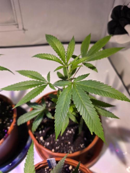 Mandarin Cookies Steckling. Week 2