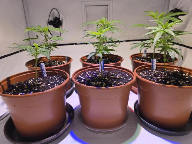 Mandarin Cookies Steckling. Week 2