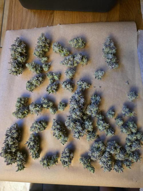 Cap Junky Steckling. Week 14