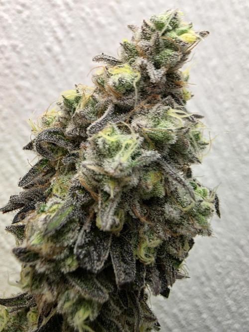 Cap Junky Steckling. Week 14