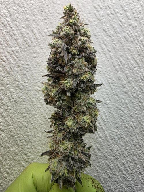 Cap Junky Steckling. Week 14