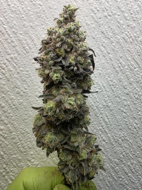 Cap Junky Steckling. Week 14