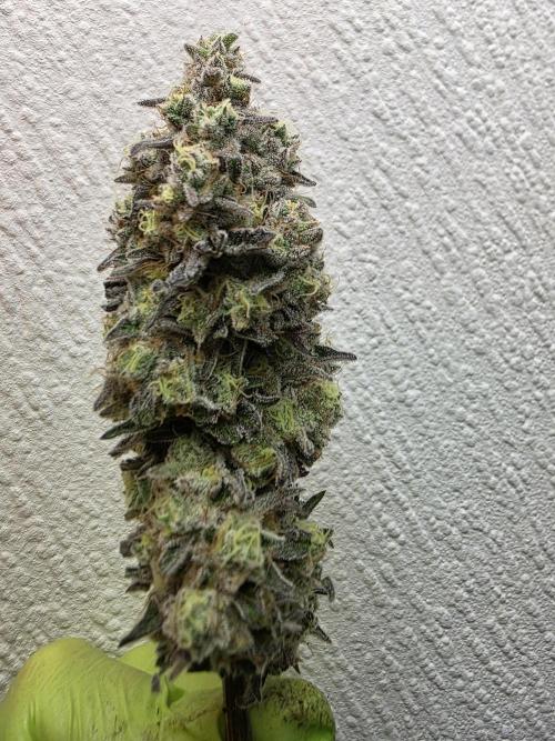 Cap Junky Steckling. Week 14