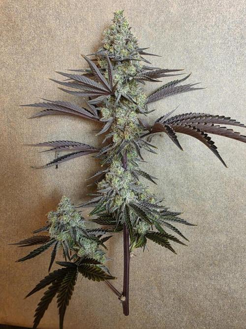 Cap Junky Steckling. Week 14