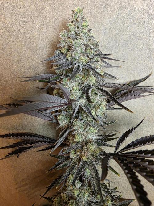 Cap Junky Steckling. Week 14