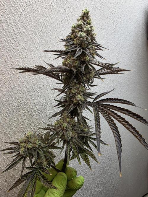 Cap Junky Steckling. Week 14