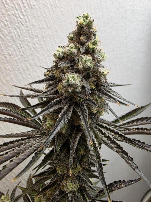 Cap Junky Steckling. Week 14