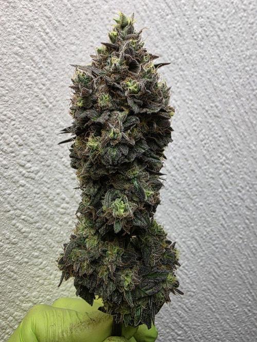 Sherb Creme Pie Steckling. Week 14