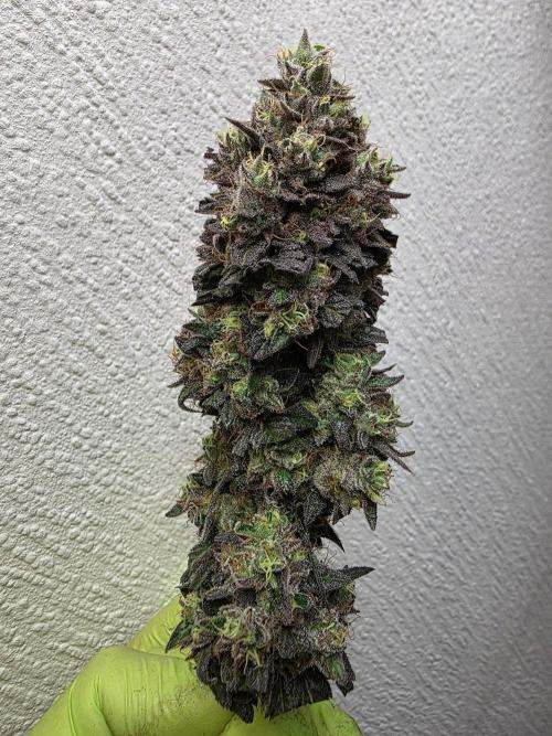 Sherb Creme Pie Steckling. Week 14