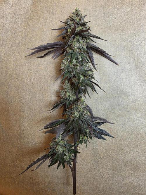 Sherb Creme Pie Steckling. Week 14