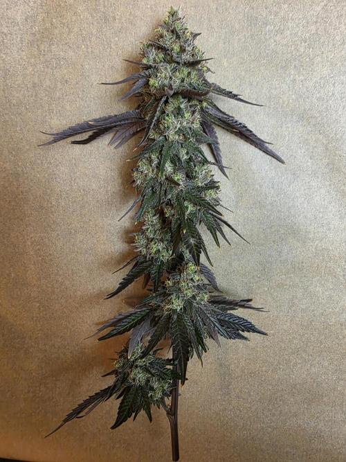 Sherb Creme Pie Steckling. Week 14