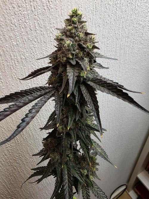 Sherb Creme Pie Steckling. Week 14