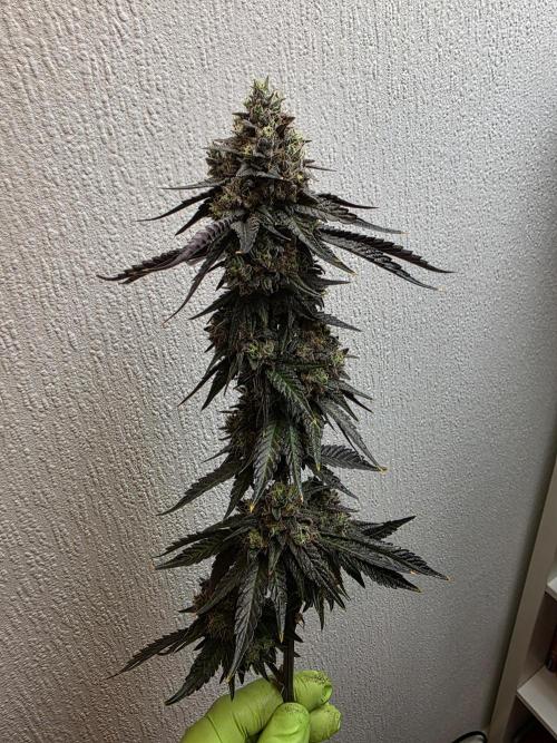 Sherb Creme Pie Steckling. Week 14