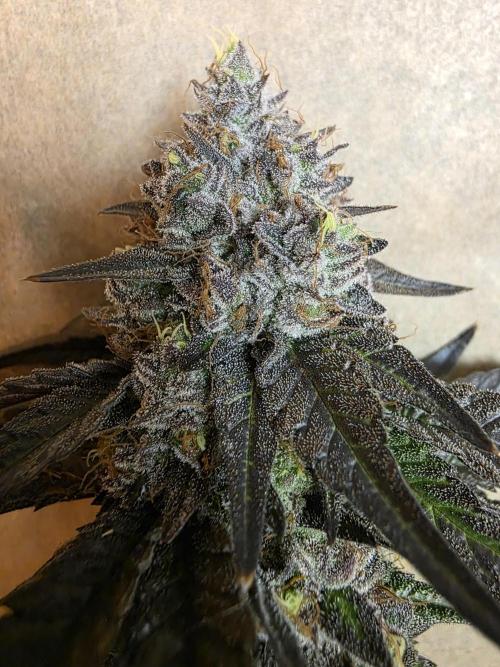 Sherb Creme Pie Steckling. Week 14