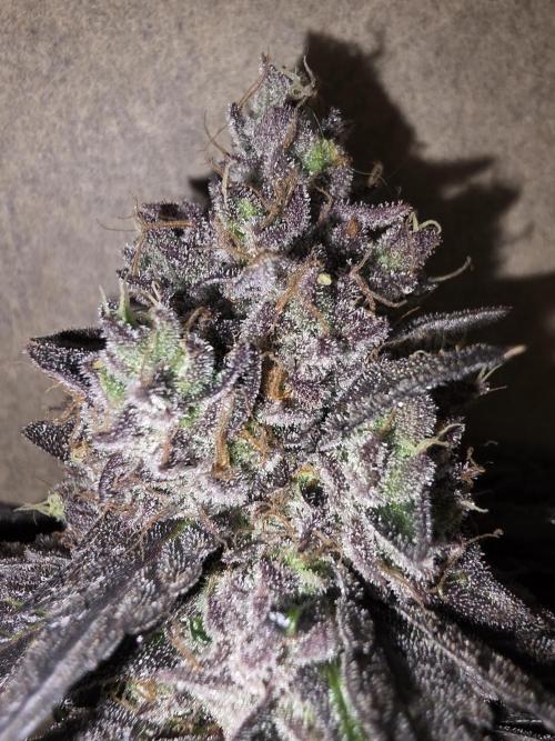 Sherb Creme Pie Steckling. Week 14