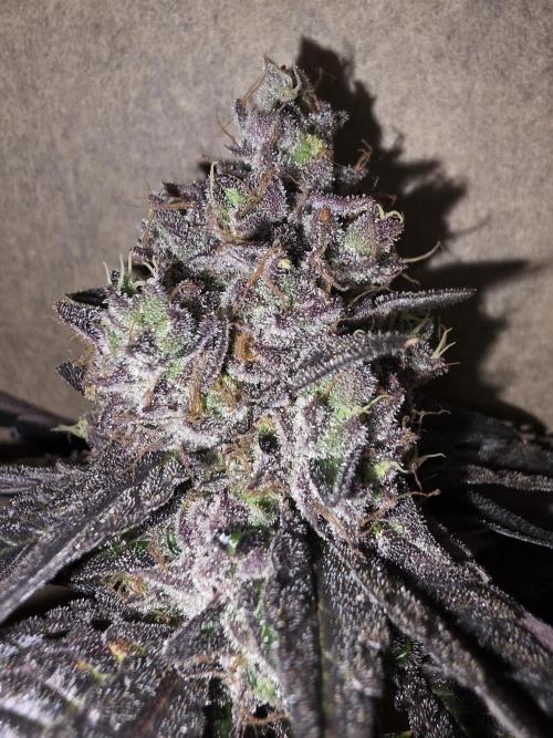 Sherb Creme Pie Steckling. Week 14