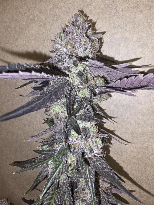 Sherb Creme Pie Steckling. Week 14