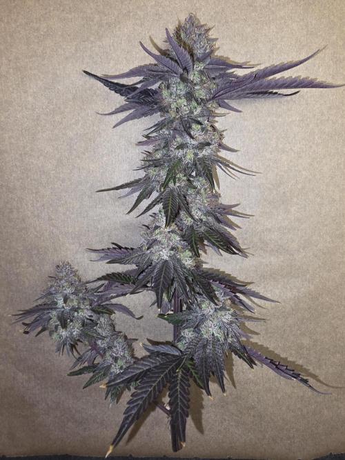 Sherb Creme Pie Steckling. Week 14