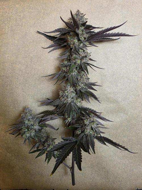 Sherb Creme Pie Steckling. Week 14