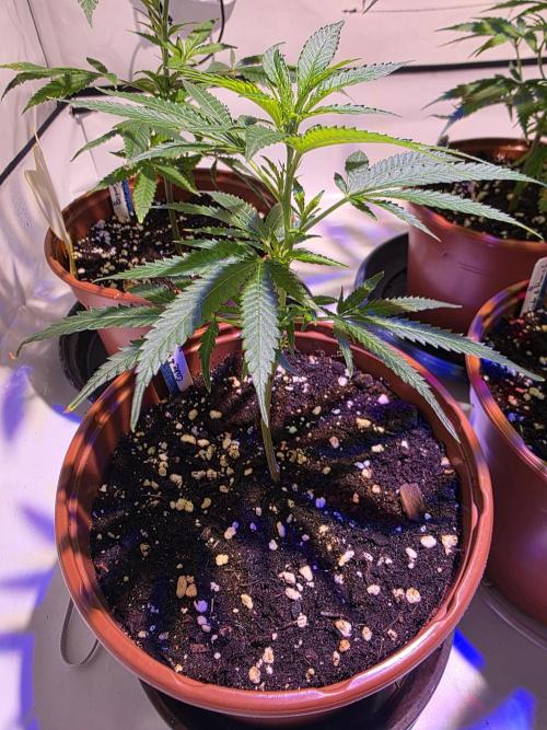 CAKE AND PUNCH Stecklinge. Week 3