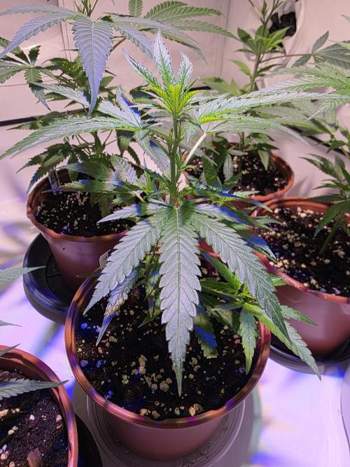 CAKE AND PUNCH Stecklinge. Week 3