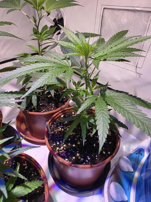 CAKE AND PUNCH Stecklinge. Week 3