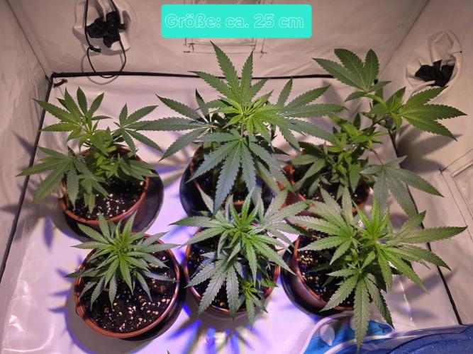 Mandarin Cookies Steckling. Week 3