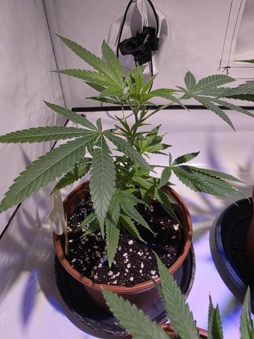 Mandarin Cookies Steckling. Week 3