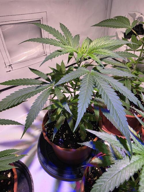 Mandarin Cookies Steckling. Week 3