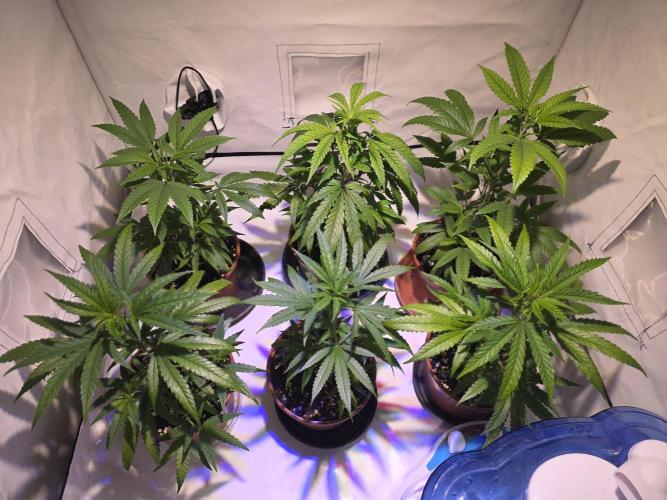 CAKE AND PUNCH Stecklinge. Week 4